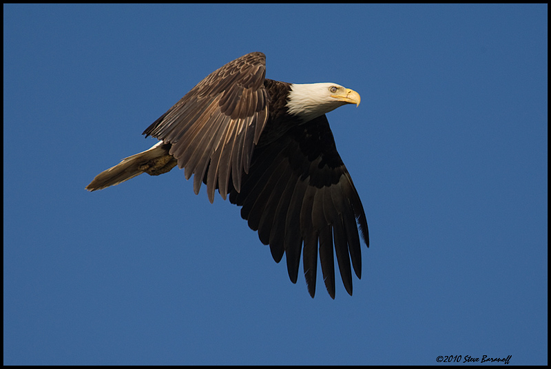 _0SB8944 american bald eagle.jpg
